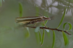 Orocrambus apicellus