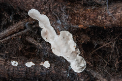 Heterobasidion parviporum