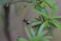 Mnesarchella