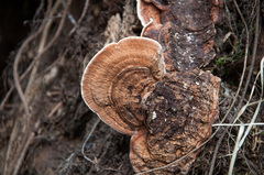 Heterobasidion parviporum