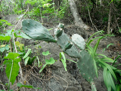 Opuntia boldinghii