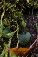 Corybas oblongus
