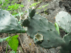 Opuntia boldinghii