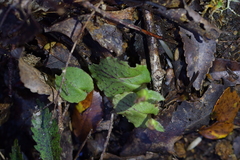 Corybas oblongus