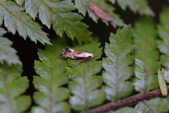 Mnesarchella
