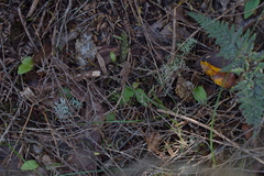 Chiloglottis cornuta