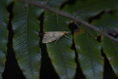 Glaucocharis auriscriptella