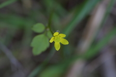Ranunculus reflexus