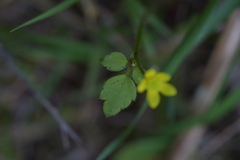 Ranunculus reflexus