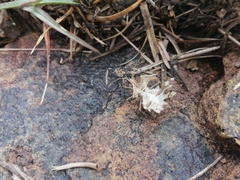 Pephricus