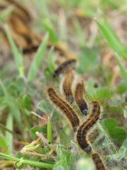 Malacosoma franconicum