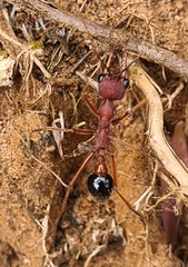 Myrmecia analis