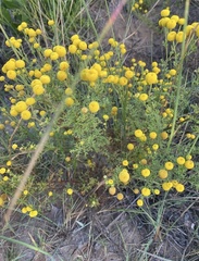 Oncosiphon sabulosus