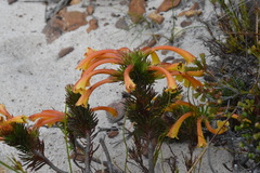 Erica quadrisulcata