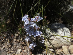 Roella prostrata