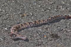 Ovophis monticola