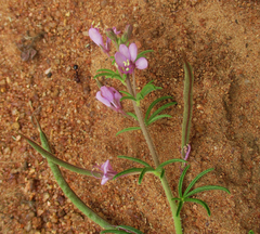 Cleome hirta