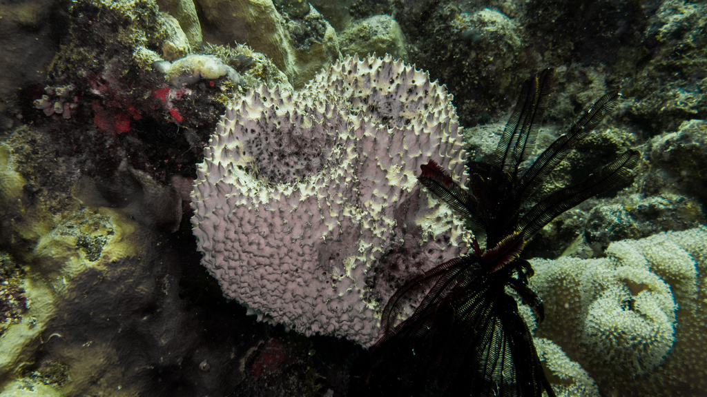 Ircinia irregularis
