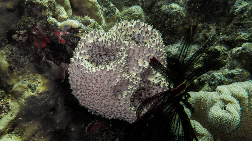 Ircinia irregularis