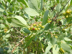 Searsia zeyheri