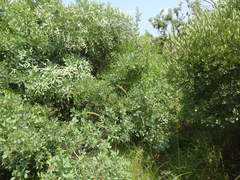 Searsia zeyheri