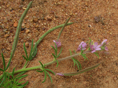 Cleome hirta