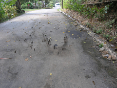 Euploea sylvester harrisii