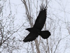 Corvus corax kamtschaticus