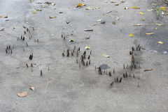 Euploea sylvester harrisii