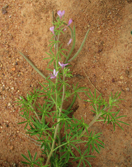 Cleome hirta
