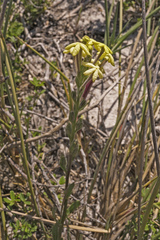 Lyperia lychnidea