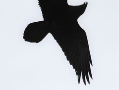 Corvus corax kamtschaticus