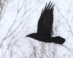 Corvus corax kamtschaticus