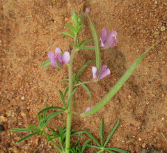 Cleome hirta