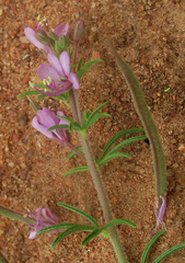Cleome hirta