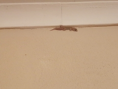 Pachydactylus capensis