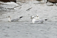 Larus delawarensis