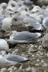 Larus argentatus