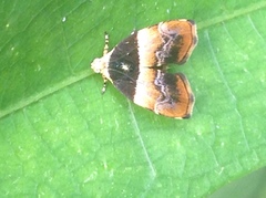 Choreutis argoxantha
