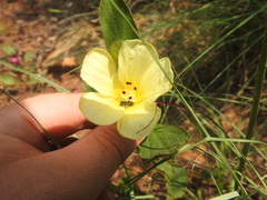 Hibiscus aethiopicus