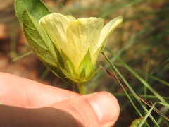 Hibiscus aethiopicus