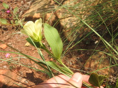 Hibiscus aethiopicus