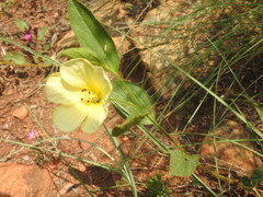 Hibiscus aethiopicus