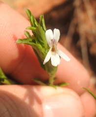 Dyschoriste costata