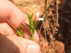 Dyschoriste costata