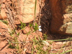 Dyschoriste costata