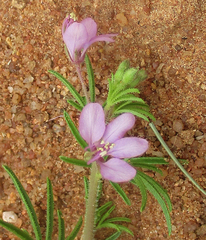 Cleome hirta