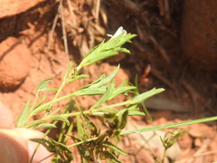 Dyschoriste costata