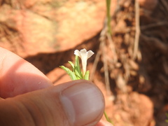 Dyschoriste costata