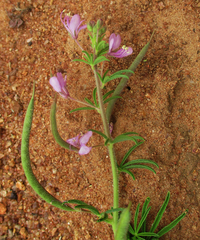 Cleome hirta